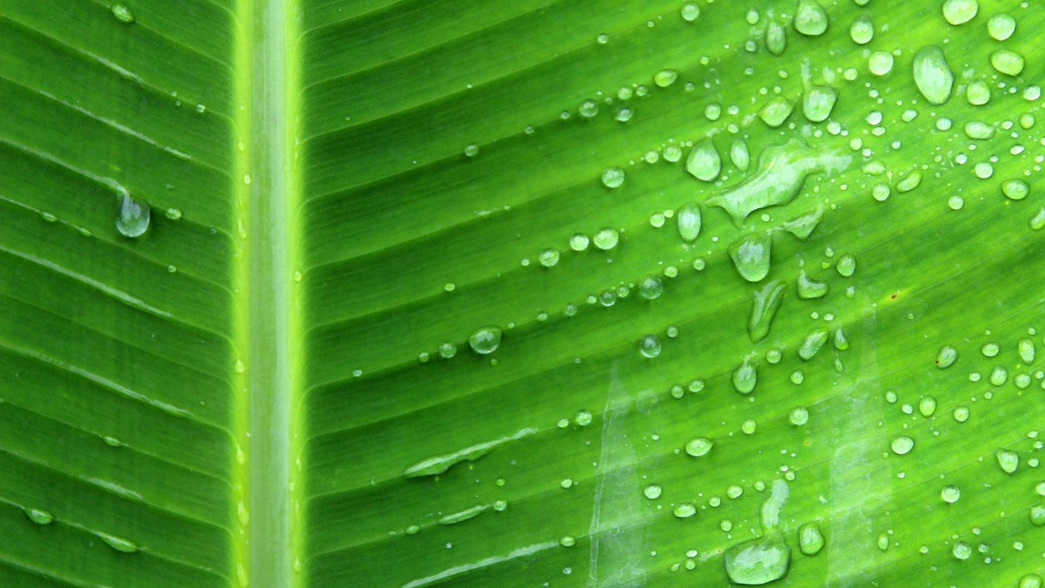 Banana Leaf Extract: The Botanical Superpower Transforming Modern Skincare